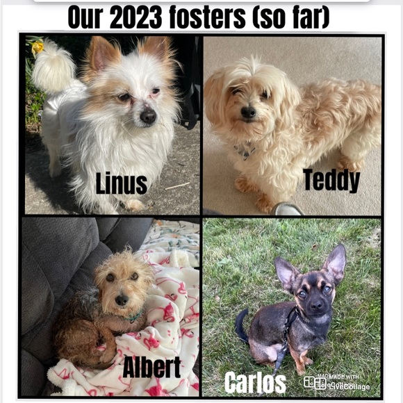 15% of my sales go to: Berea Animal Rescue & Angels for Animals Medical Fund 🐾 - Picture 4 of 17